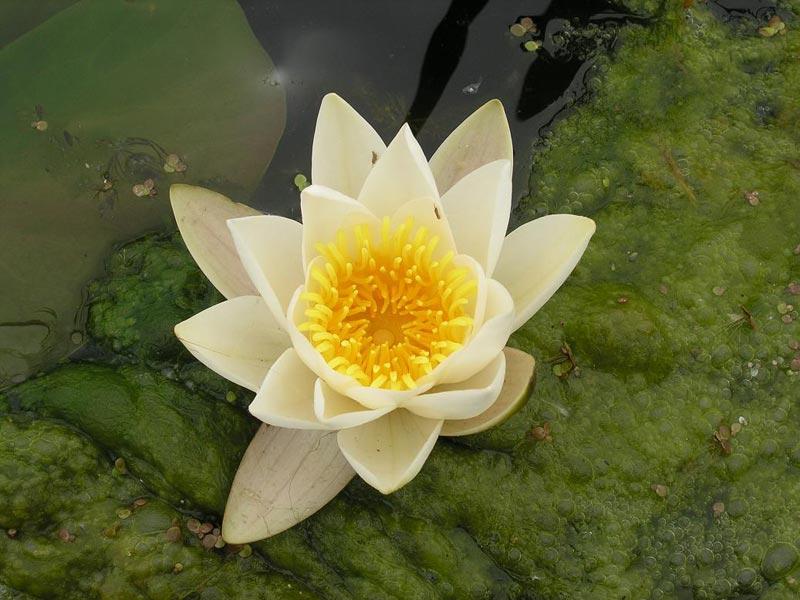 nice things  - delta-dunarii-4.jpg